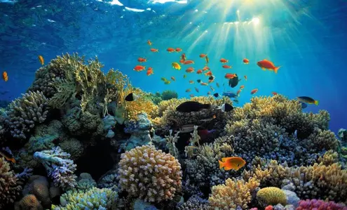First Dive, First Discovery: Beginner Journeys in the Red Sea